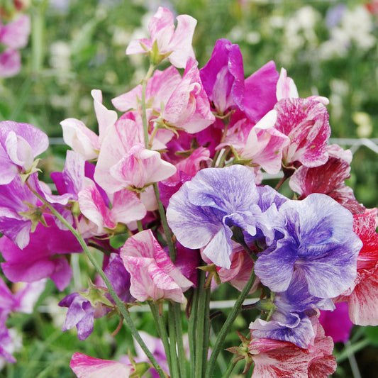 Bijou Mix Sweet Pea Flower, 25 Heirloom Flower Seeds per Packet, Botanical Name Lathyrus Odoratus, Isla's Garden Seeds