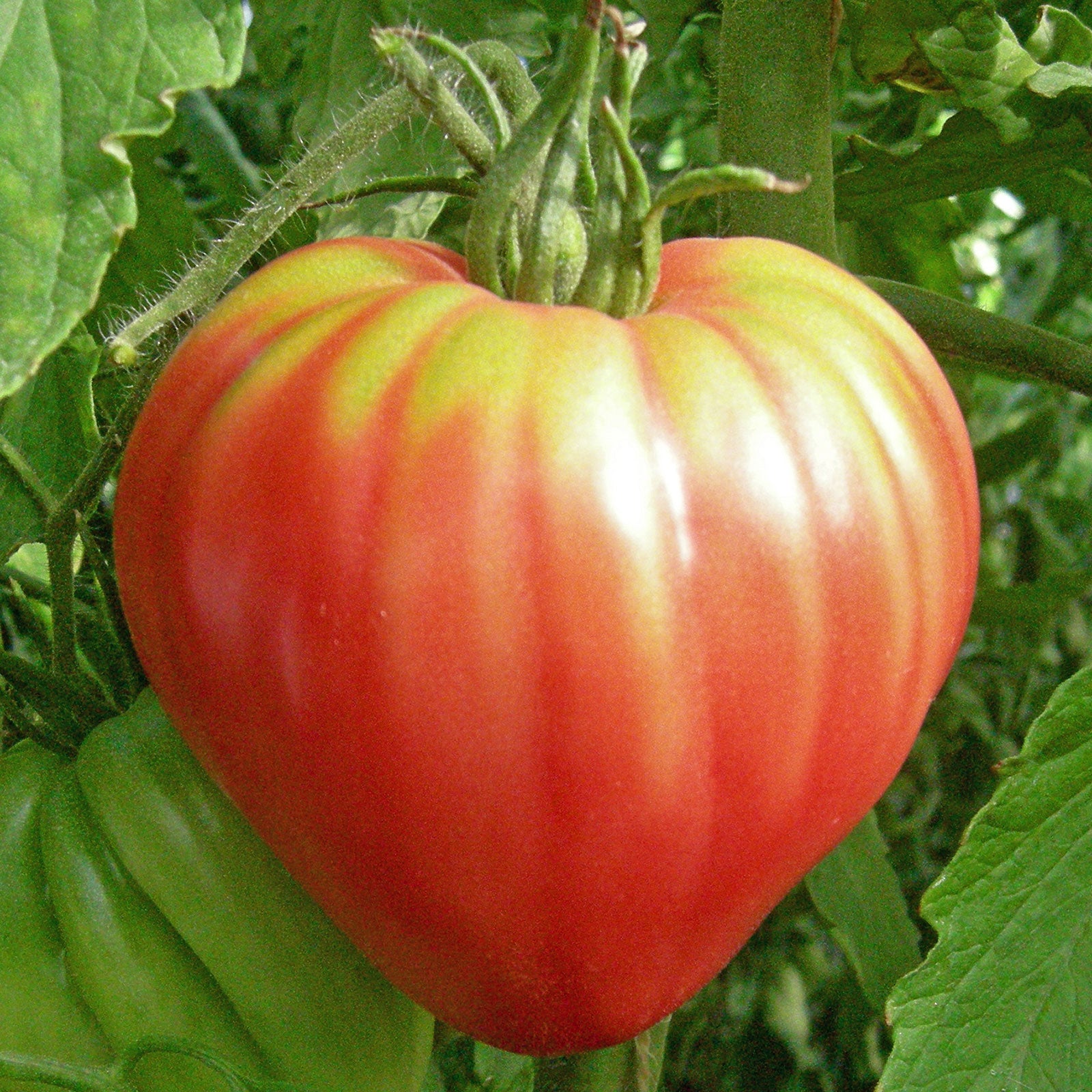 Tomato Seeds Oxheart Pink Vegetable Seeds In Packets And Bulk Eden