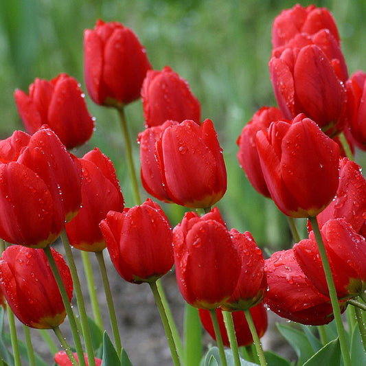 Marie Jo Double Early Tulip - NEW - 8 Bulbs - 12/+ cm Bulbs