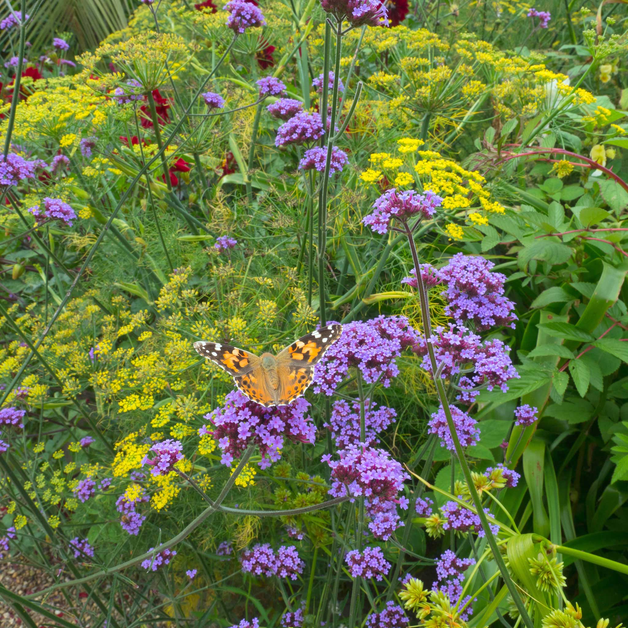 Image of Verbena amaryllis companion plant