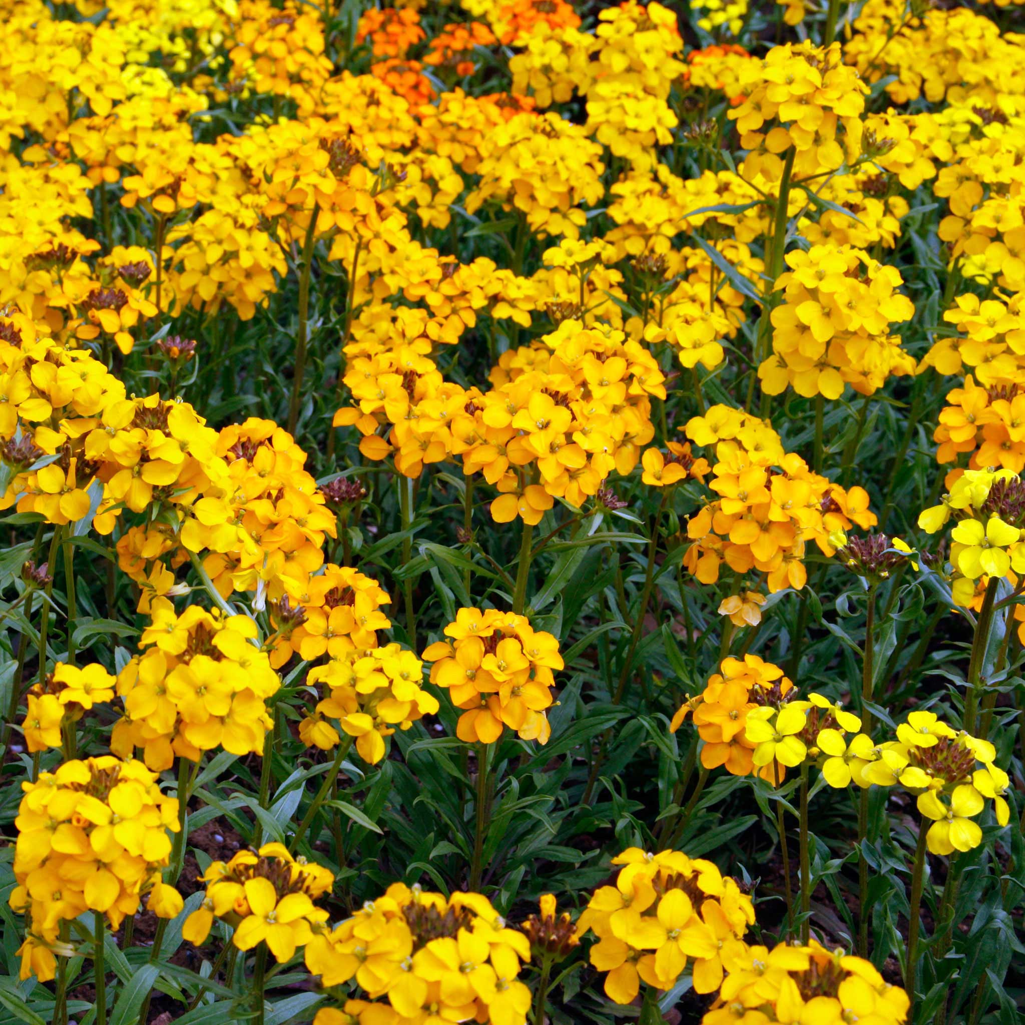 Image of Siberian Wallflower companion plants for primroses