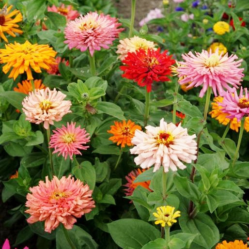 Flower Zinnia Mixed Colors Blushing Bride 200 Non-GMO, Heirloom Seeds