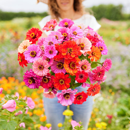 Flower Zinnia Mixed Colors Blushing Bride 200 Non-GMO, Heirloom Seeds