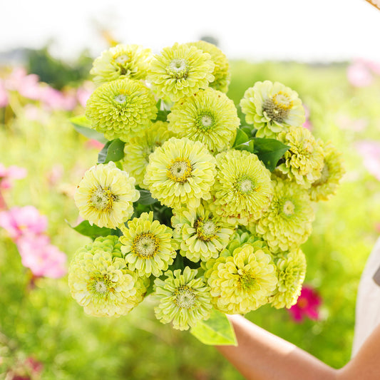 Flower Zinnia Mixed Colors Blushing Bride 200 Non-GMO, Heirloom Seeds