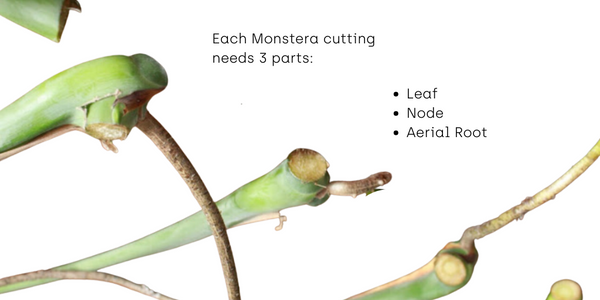 monstera cuttings for propagating in a bin