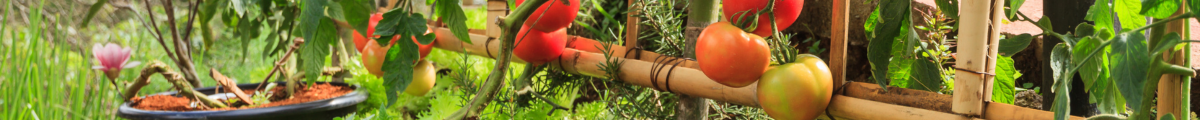 tomatoes growing in pots with a bamboo plant stand trellis
