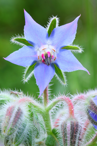 borage-medicine-garden