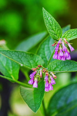 comfrey-medicine-garden