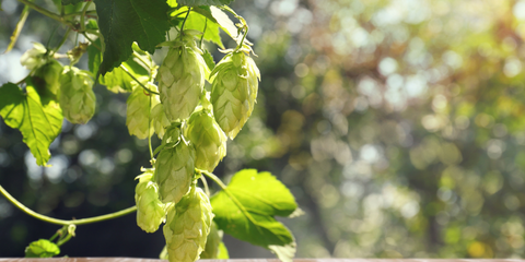 hops-medicine-garden