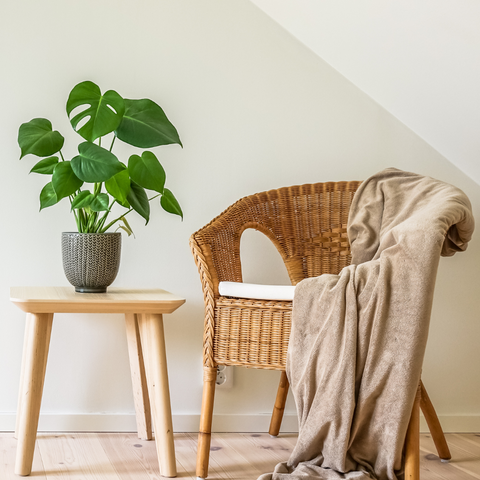 monstera with rattan furniture