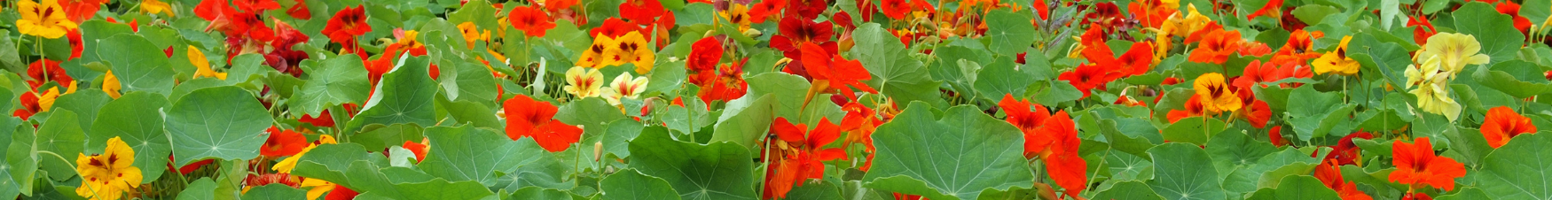 nasturtium-medicinal-garden