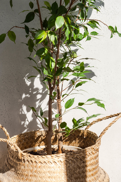 plant in nursery pot inside rattan bag