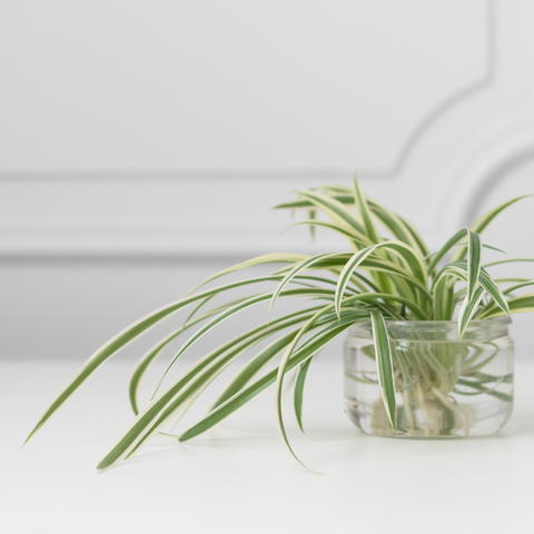 spider plant propagates easily in water
