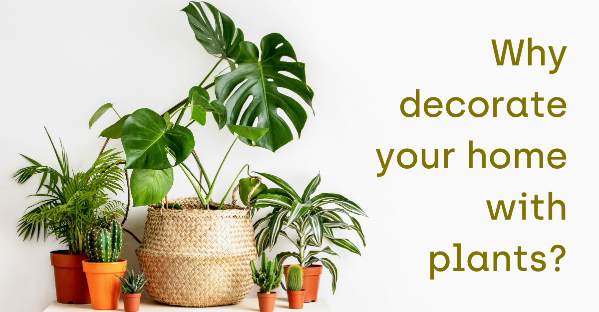 why decorate your home with plants and rattan?