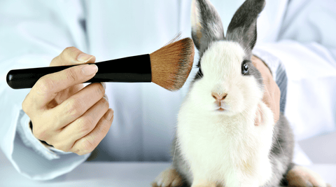 A person in a white lab coat performing a Draize test, testing cometic makeup with a makeup applicator brush, on a grey and white bunny.