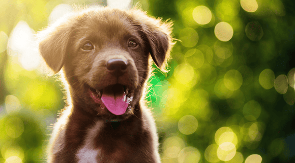 Adorable brown Labrador puppy with green leaves and trees behind him.  