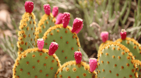 Cactus symbolizing prickly heat rash