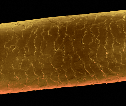 Up close, microscopic image of low porosity hair cuticles.