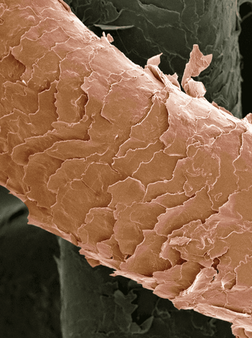 Microscopic image of high porosity hair strand and cuticles
