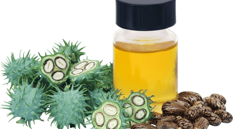 Castor oil and seeds of the castor plant