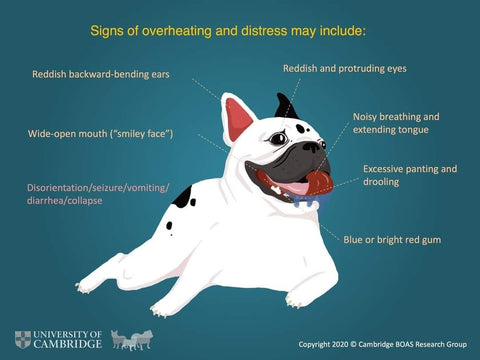 Signs of Heat Stroke - Cambridge University