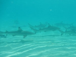 Sharks Underwater 