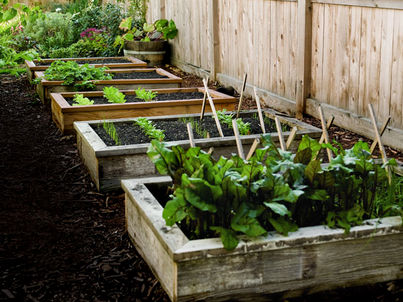 Raised Garden Beds