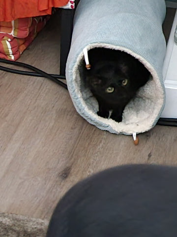 Ebony playing hide and seek in the Cat Evolution cordroy play tunnel