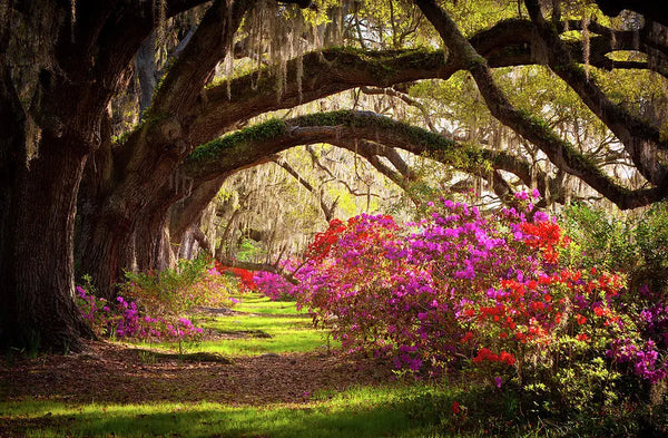 magonolia gardens