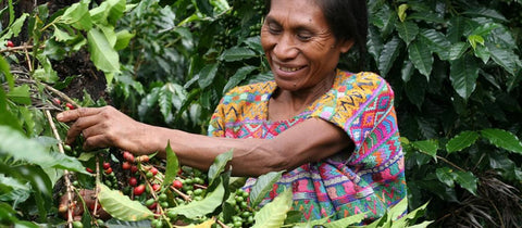 Guatemalan coffee farmers