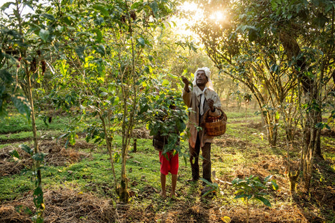 ethiopian coffee trees