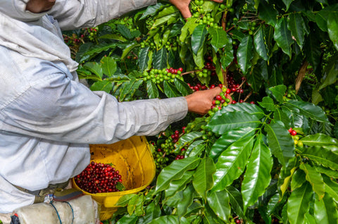 picking-coffee-beans-by-hand