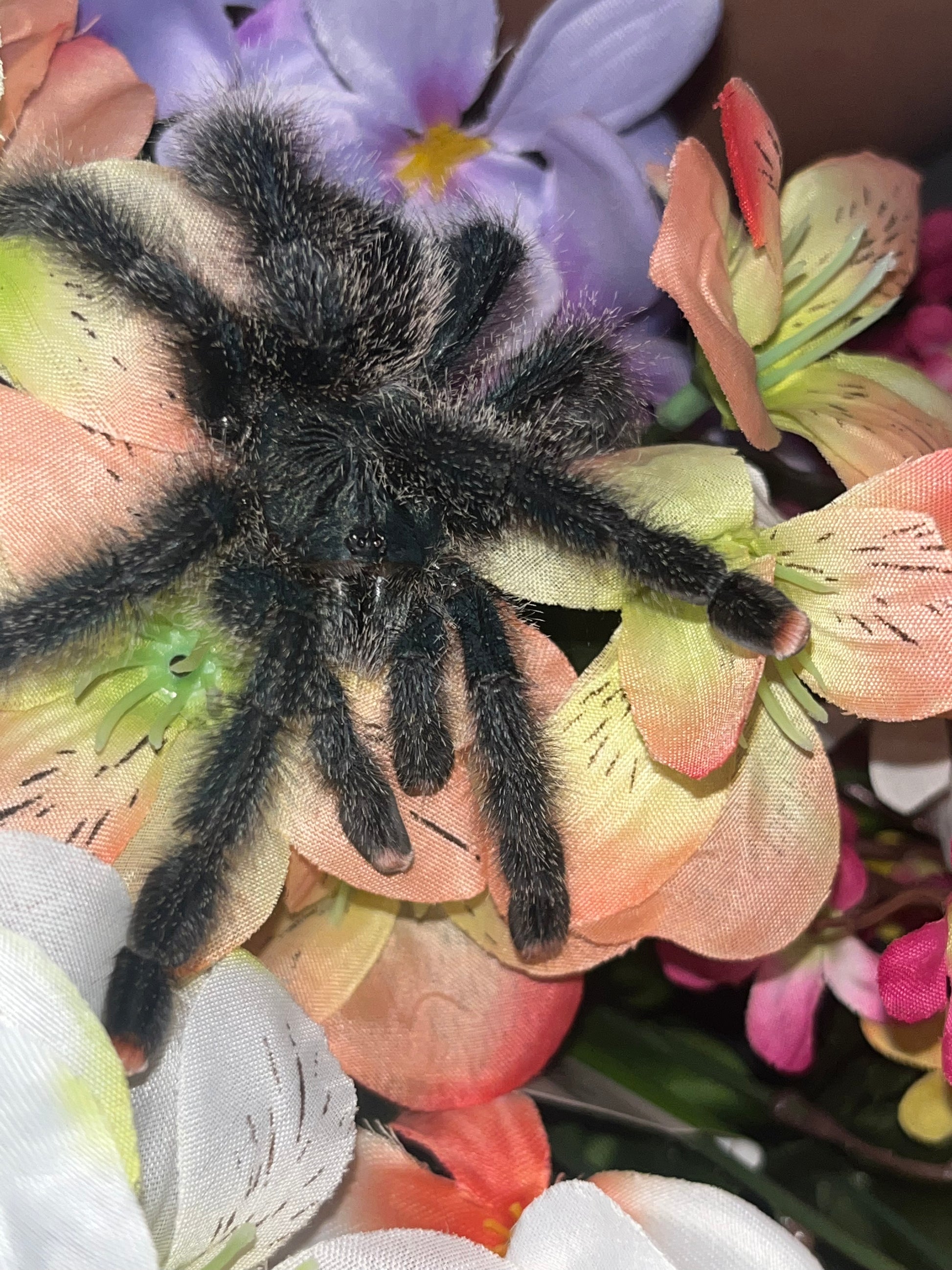 metallic pink toe tarantula