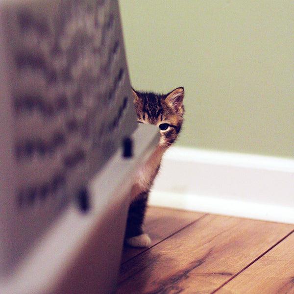 feral kitten peeking around a cat carrier