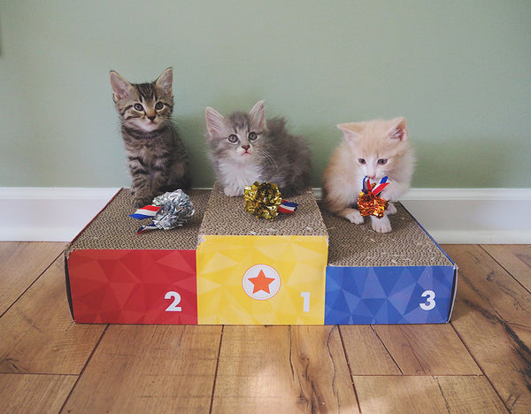 cute kittens podium