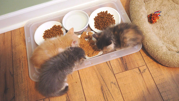 foster kittens eating