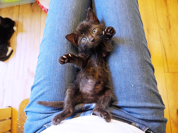 black foster kitten