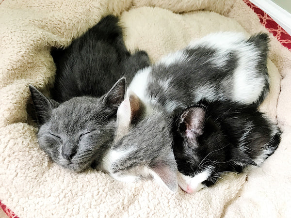 three sleeping foster kittens