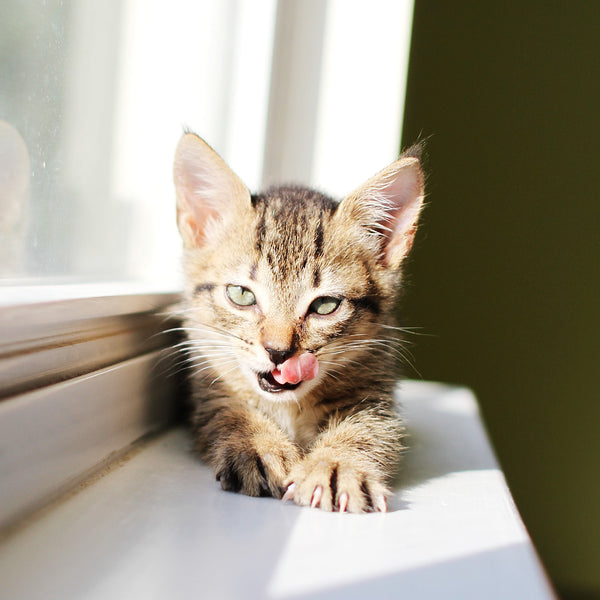 ferocious little foster kitten!