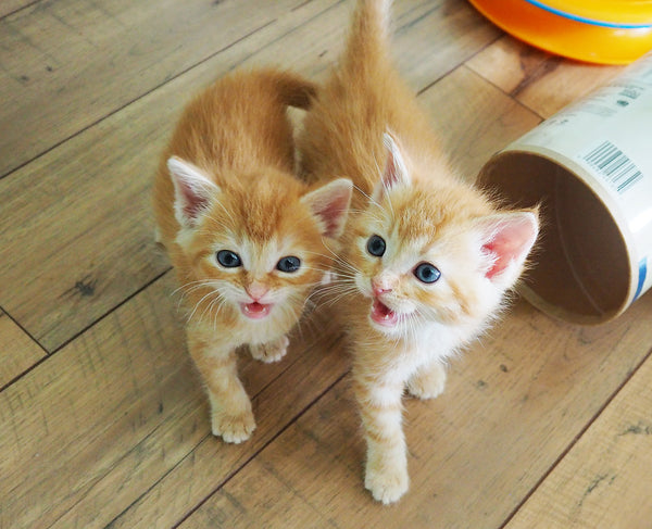 adorable orange foster kittens