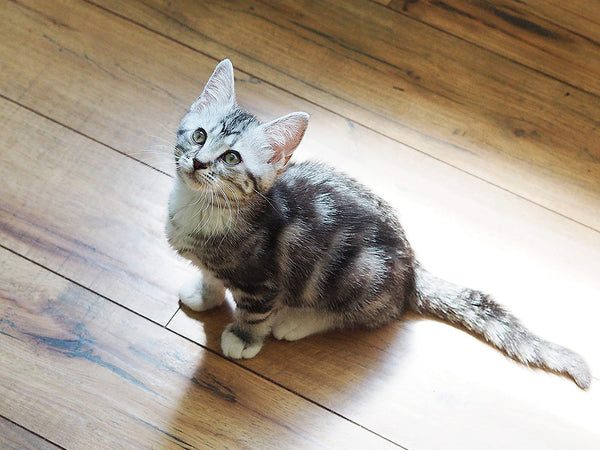 silver tabby kitten