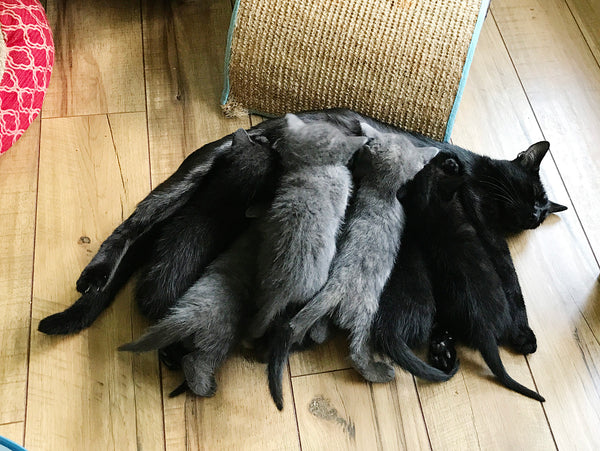 Mama Spaghetti with her seven kittens