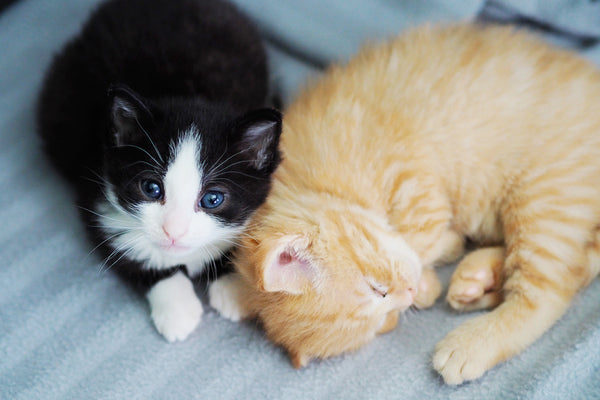 foster kittens parent
