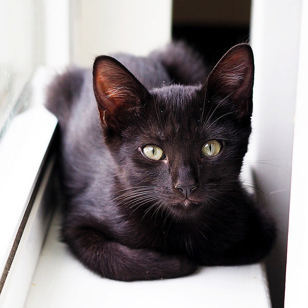 Azalea black kitten