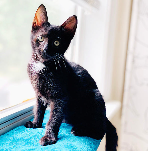 Diamond black kitten