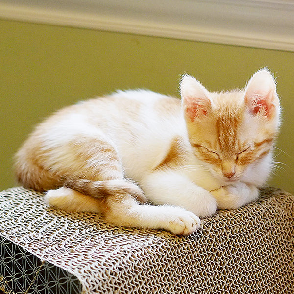 Grapefruit sleeping kitten