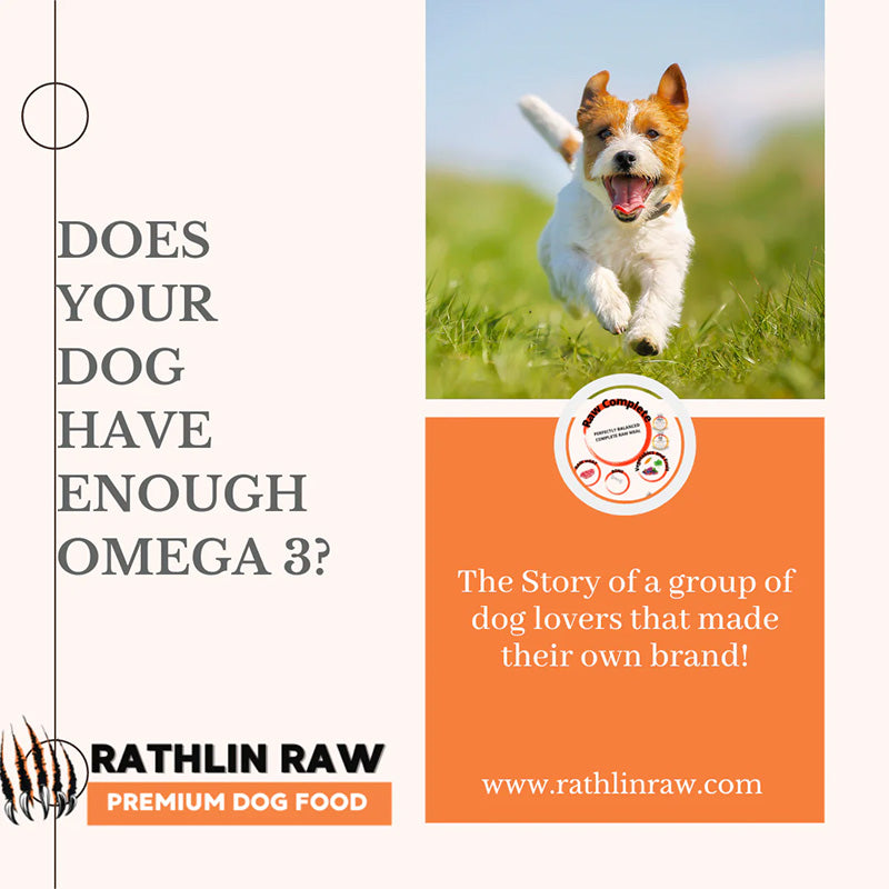 Does Your Dog Get Enough Omega 3