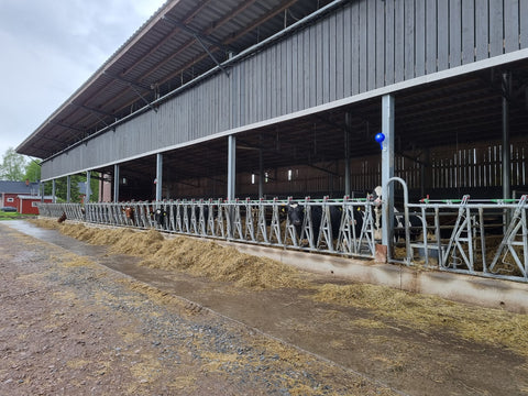 Heifer barn deep bedded stalls headlocks