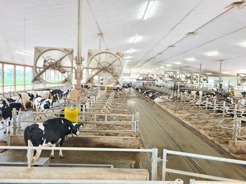 Typical 6-row robotic barn with feeding tables on sites