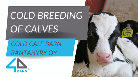 Cold breeding of calves in RantaHyry Oy